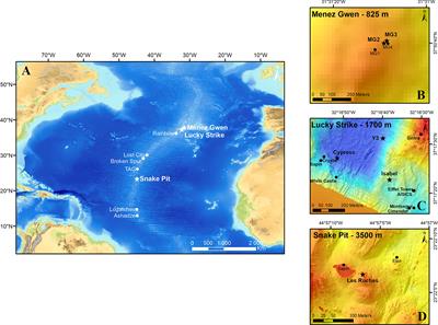 Integrated Study of New Faunal Assemblages Dominated by Gastropods at Three Vent Fields Along the Mid-Atlantic Ridge: Diversity, Structure, Composition and Trophic Interactions